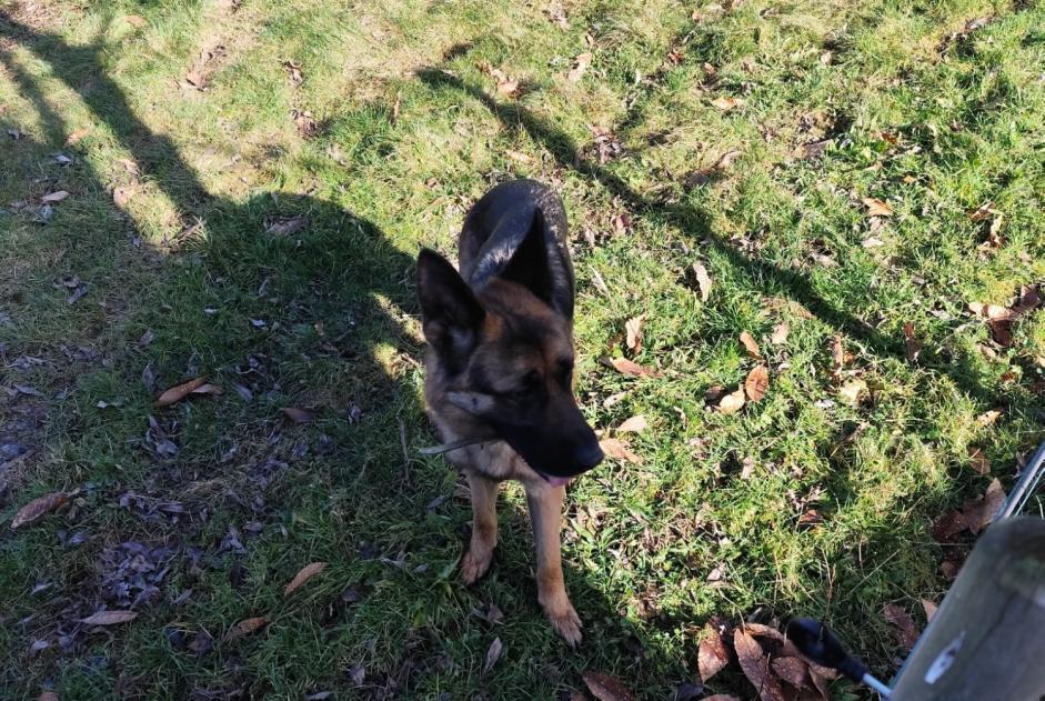 Fundmeldung Hund  Männliche Saint-Denis-des-Murs Frankreich