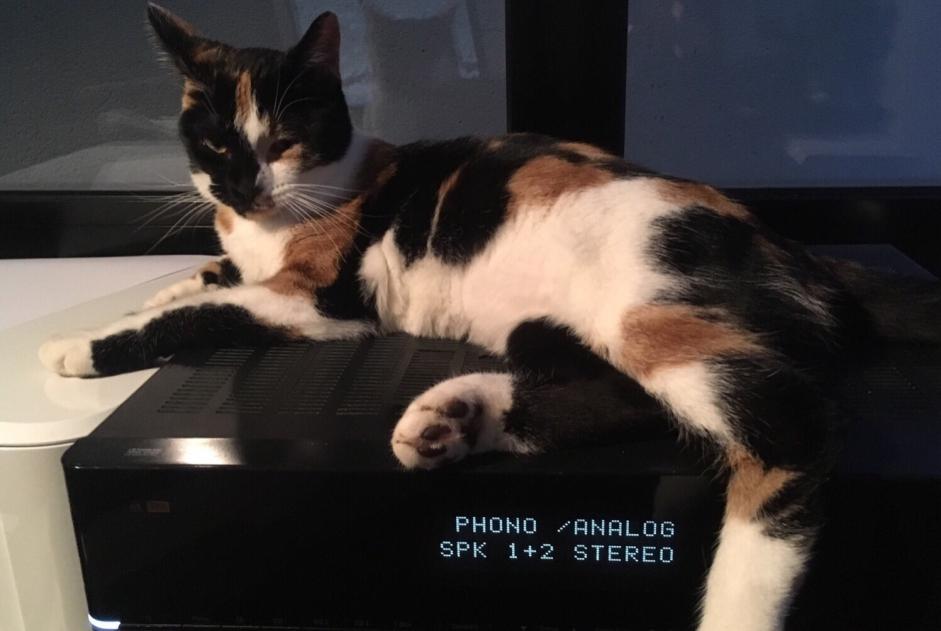 Disappearance alert Cat  Female , 6 years Château-Salins France