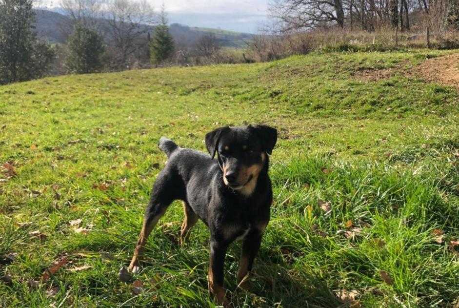 Discovery alert Dog Male Lanoux France