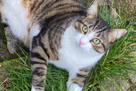 Alerte Disparition Chat  Mâle , 4 ans Chantraine France