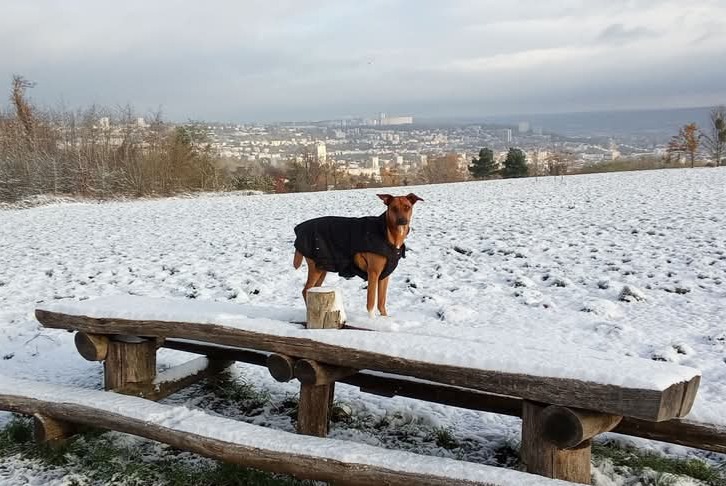 Alerte Disparition Chien croisement Femelle , 2 ans Houdemont France