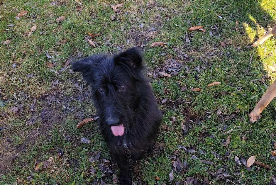 Alerte Découverte Chien  Mâle Saint-Denis-des-Murs France