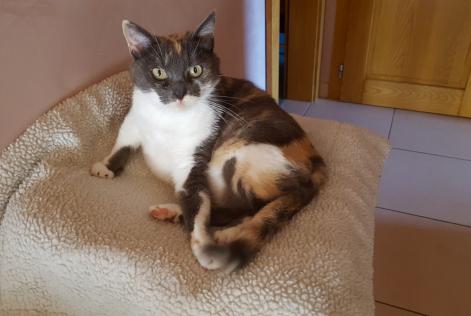 Avviso scomparsa Gatto Femmina , 9 anni Saulxures-lès-Nancy Francia