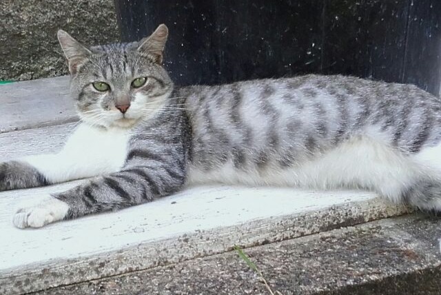 Alerta desaparecimento Gato Macho , 8 anos Saint-Léonard-de-Noblat France