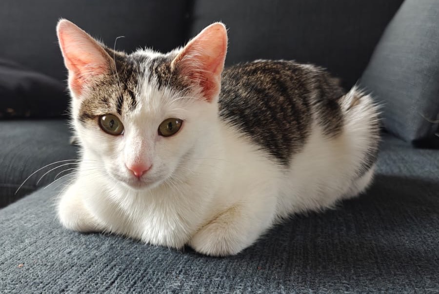 Alerta descoberta Gato cruzamento Fêmea Betton France